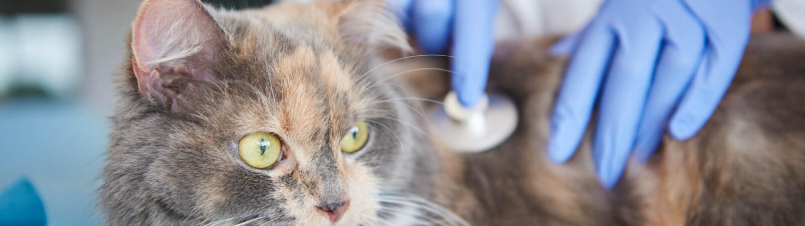 Insuficiência renal em gatos: sinais, causas e tratamento