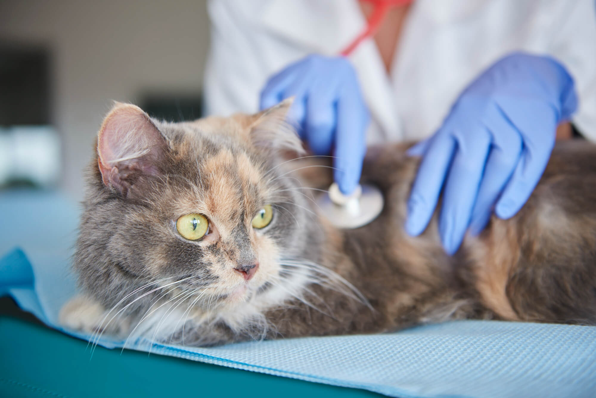 Insuficiência renal em gatos: sinais, causas e tratamento