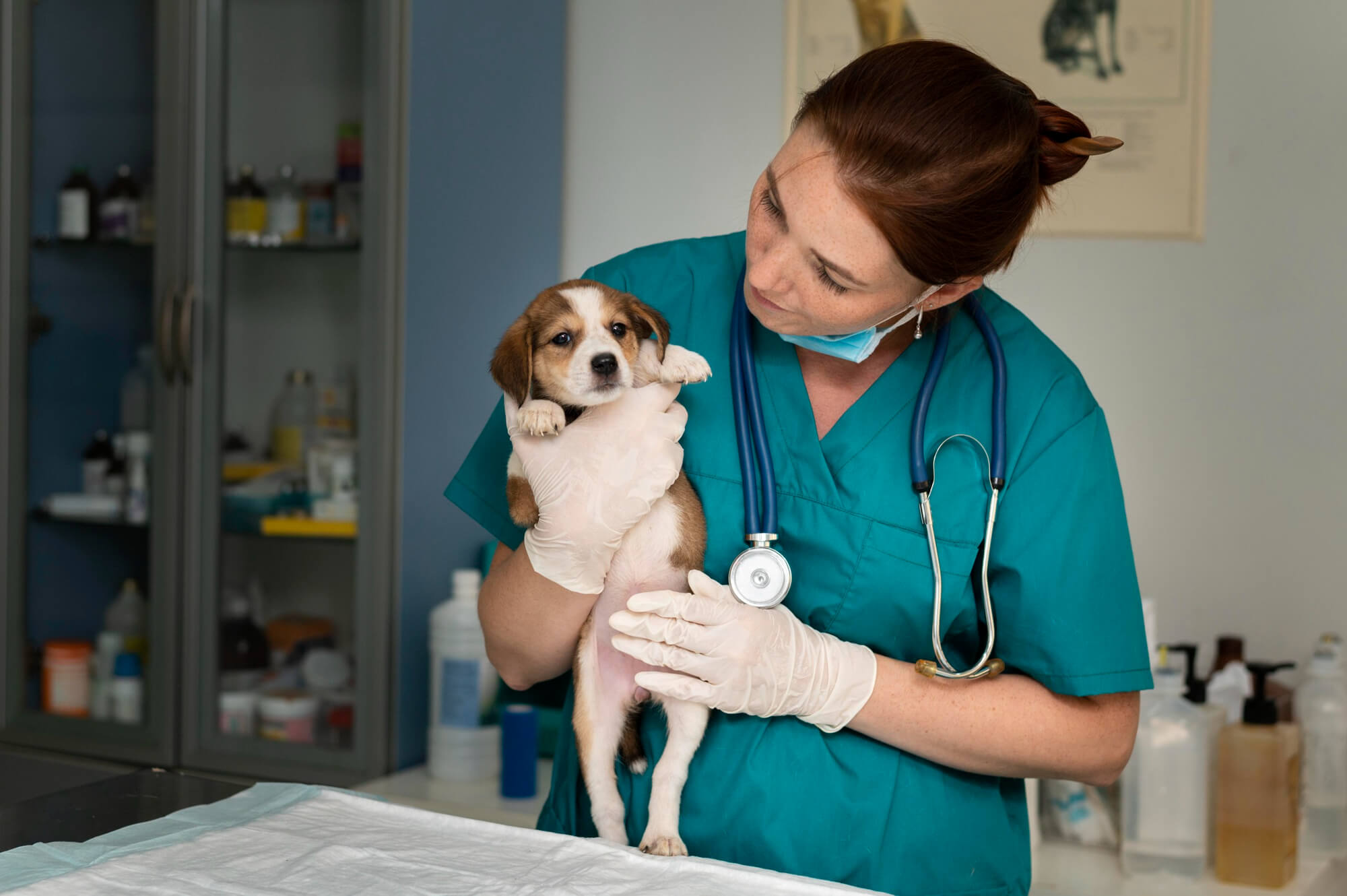 Vacina para cachorro filhote: quais e quando aplicar?