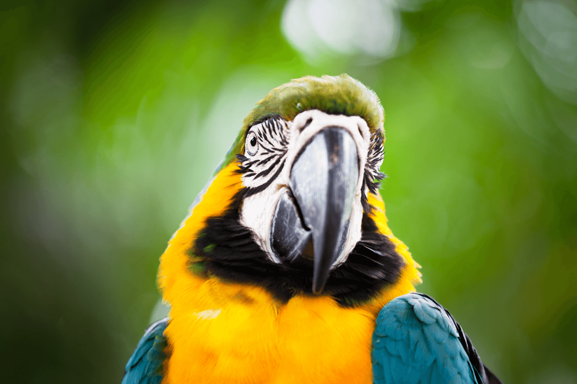 Pássaros brasileiros: um guia das espécies mais populares do país