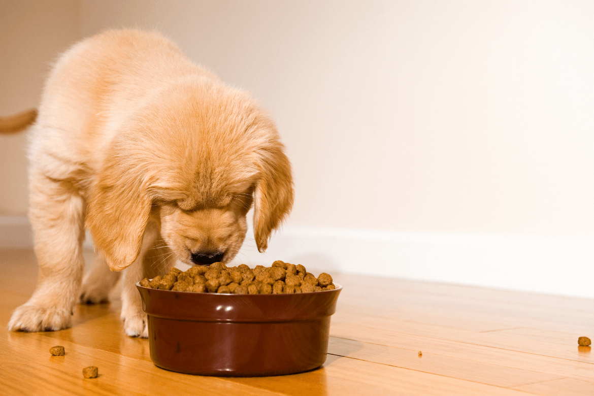 Ração para cachorro filhote: a escolha certa para o seu pequeno