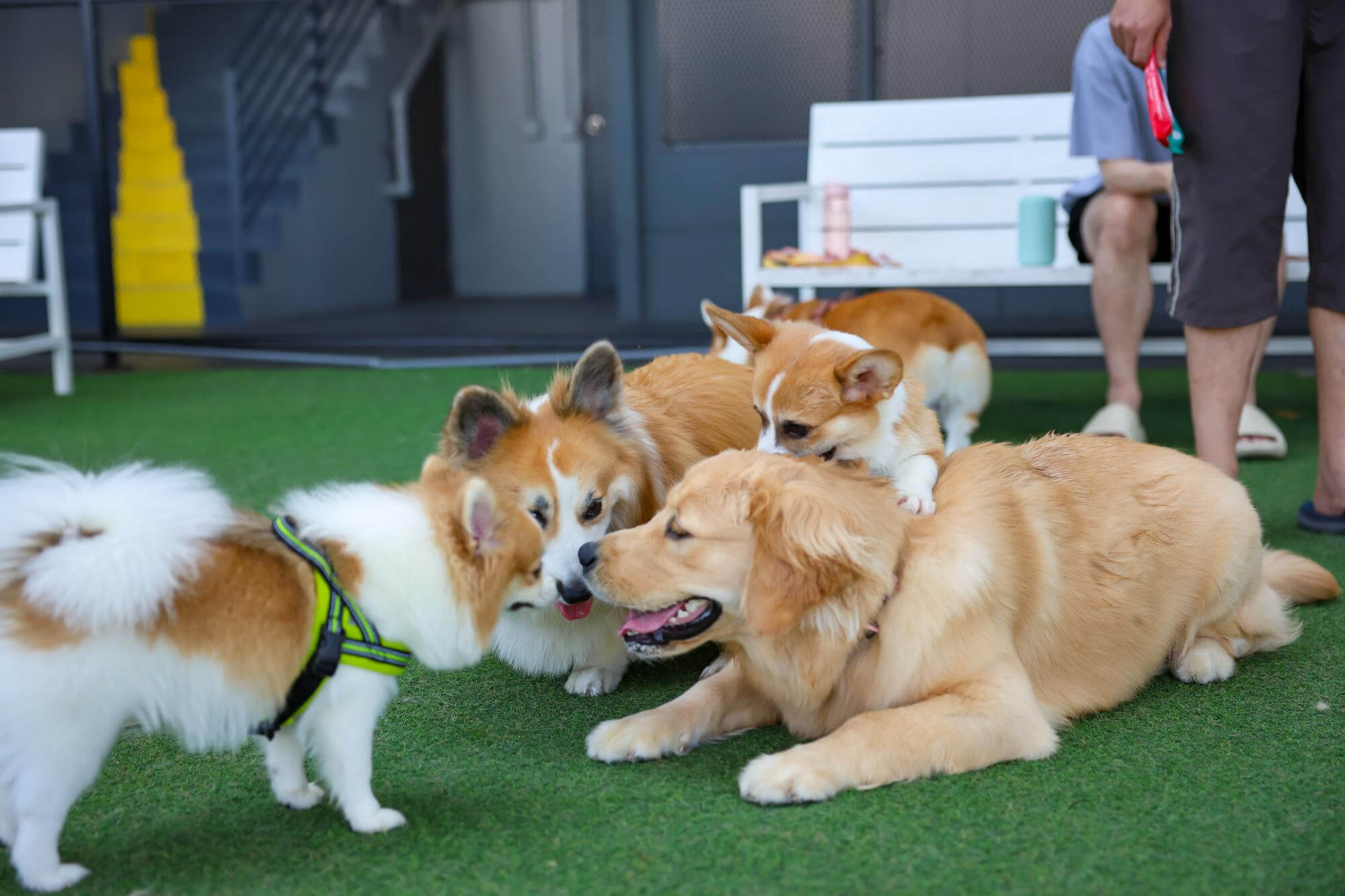 fotos de um golden retriever brincando com mais três cachorros de distintas raças
