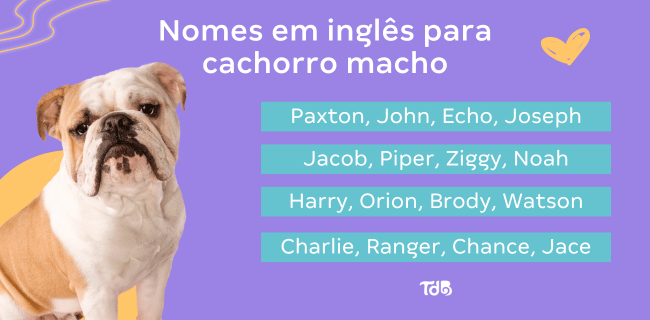 Banner com opções de nomes ingleses para cachorro macho