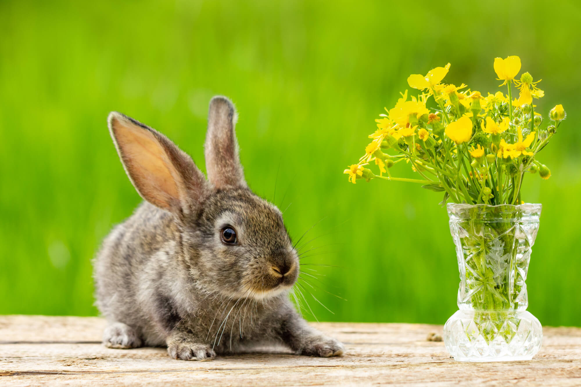 Mini coelho: raças, comportamento, cuidados e adoção