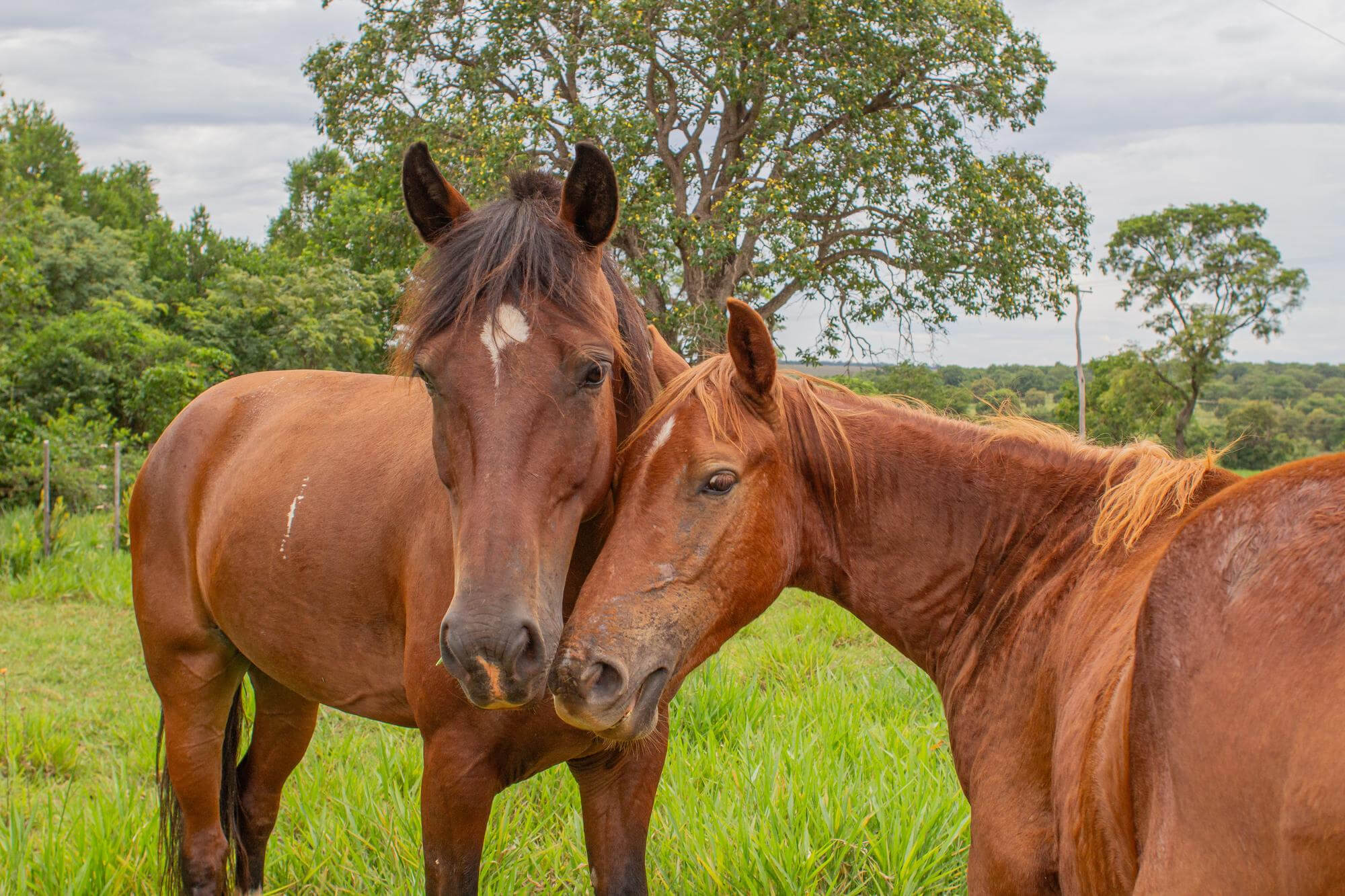 Raças de cavalo: conheça as 10 mais populares no Brasil