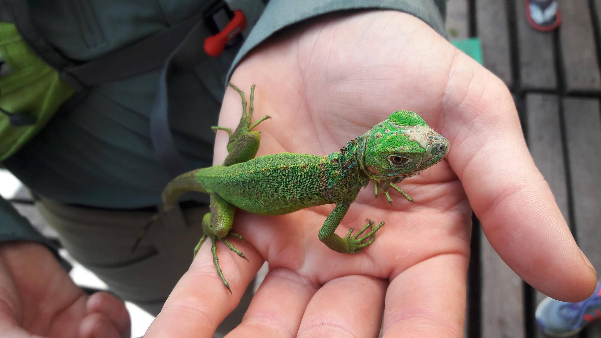 Lagarto de estimação: conheça os cuidados com as espécies