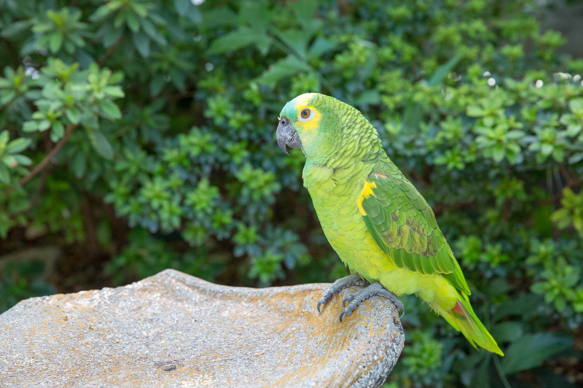 A imagem mostra um papagaio empoleirado em uma árvore.
