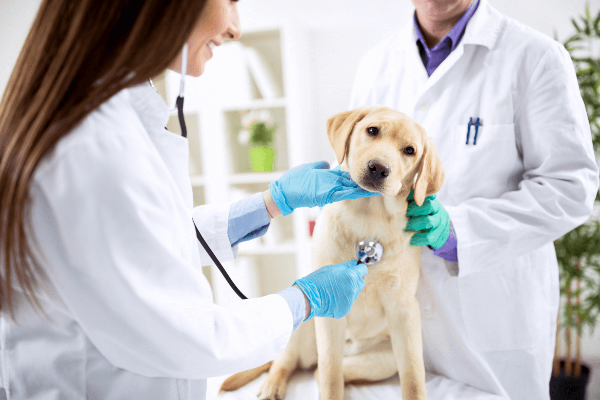 A imagem mostra um cachorro durante consulta com médico-veterinário.
