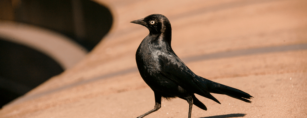 Os encantos do pássaro preto: um guia sobre a espécie