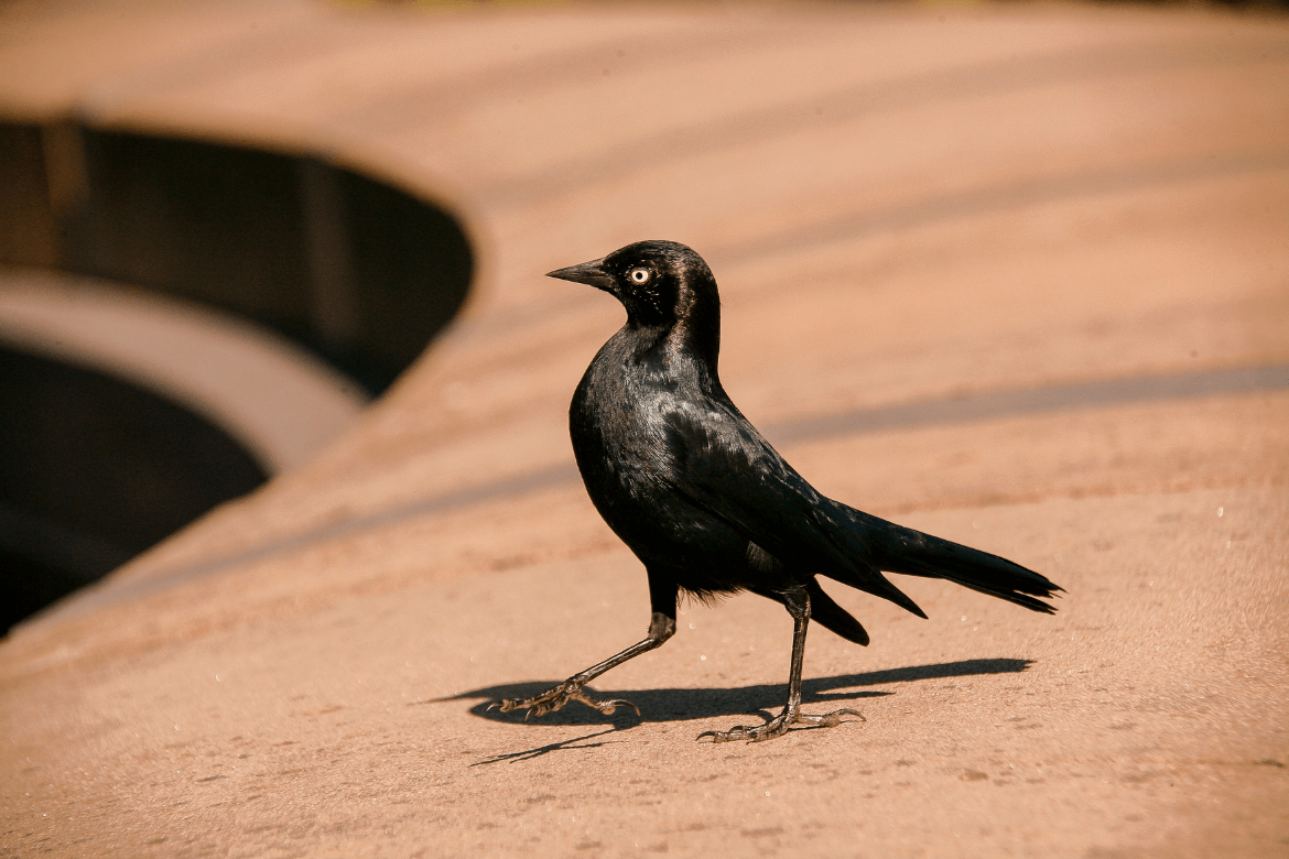 Os encantos do pássaro preto: um guia sobre a espécie