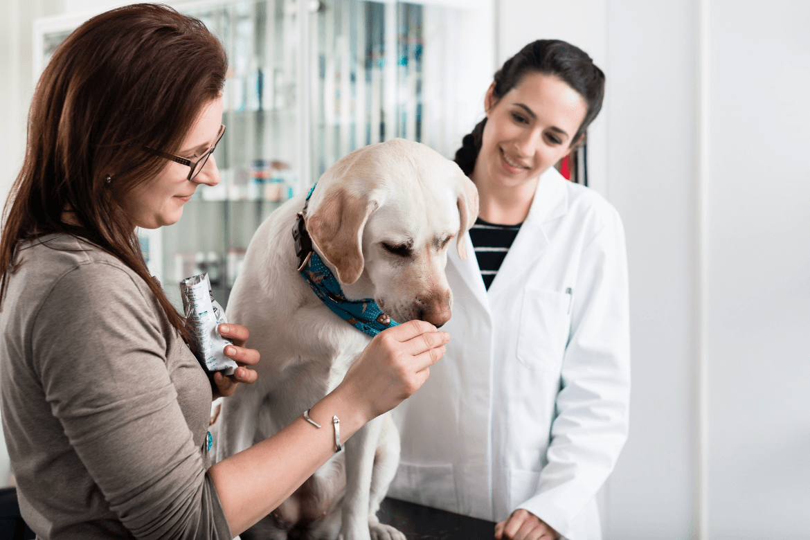 A imagem mostra um cachorro sendo atendido por uma médica-veterinária acompanhado de sua tutora. 