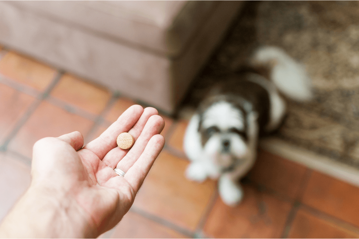 A imagem mostra uma pessoa dando um comprimido de prednisolona para um cachorro.
