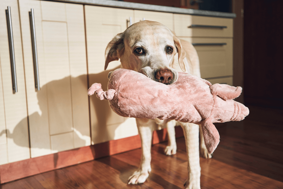 Gravidez psicológica em cachorro: causas, sintomas e tratamento