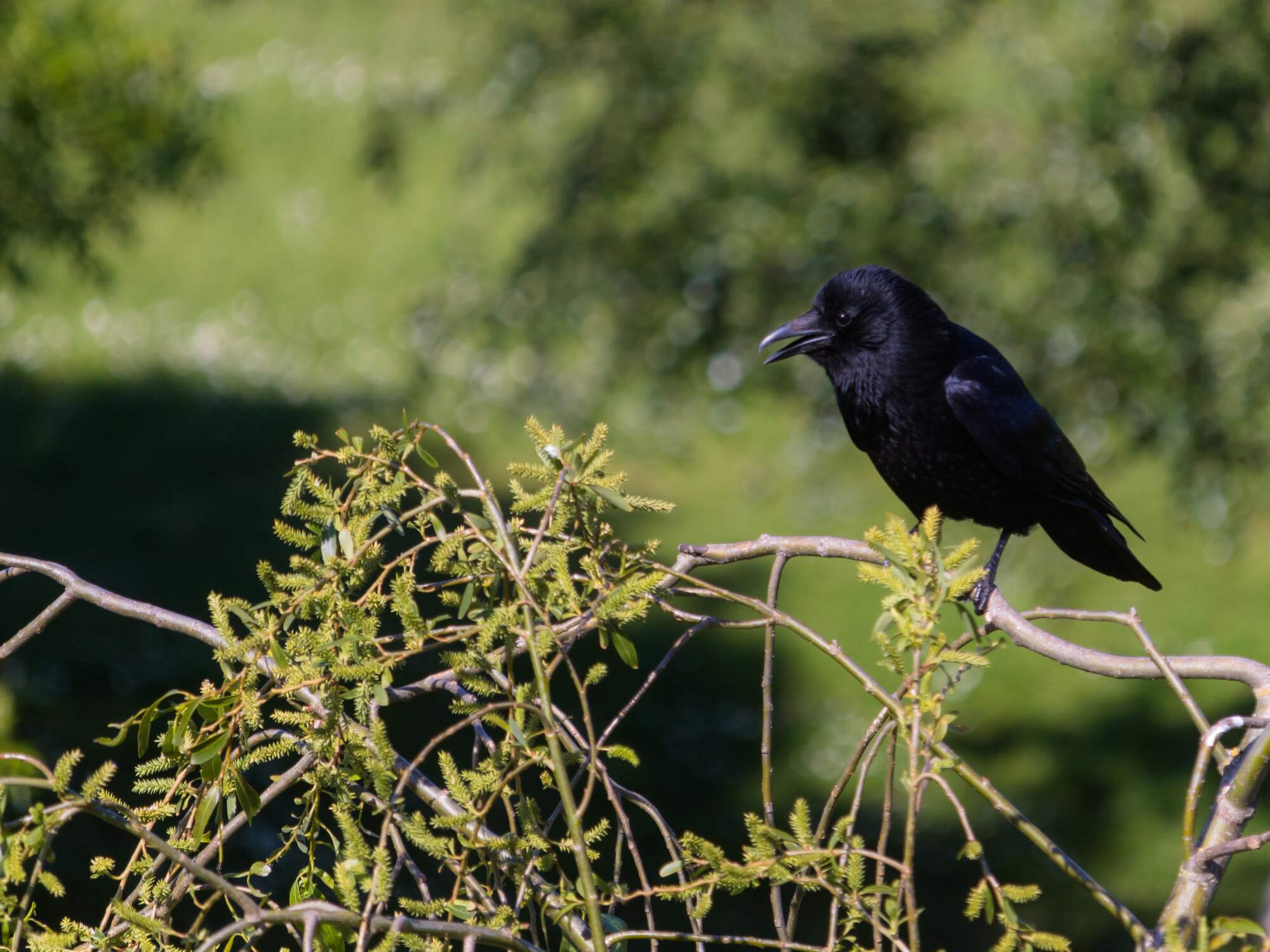 Foto de um filhote de pássaro preto em cima de um galho
