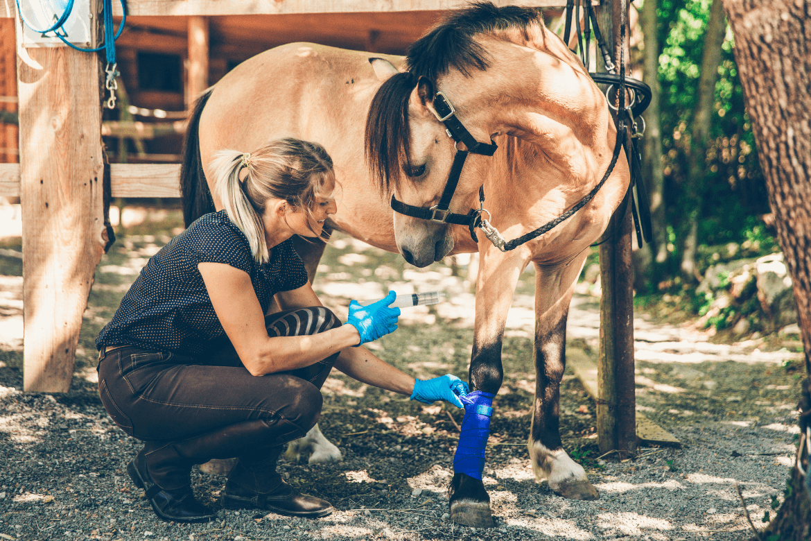 Como cuidar de um cavalo: confira 15 dicas