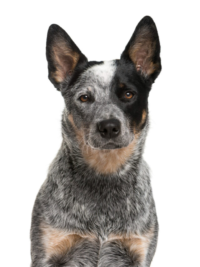 Tudo sobre o Blue Heeler