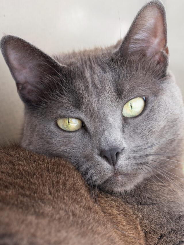 Tudo sobre o Gato Azul Russo