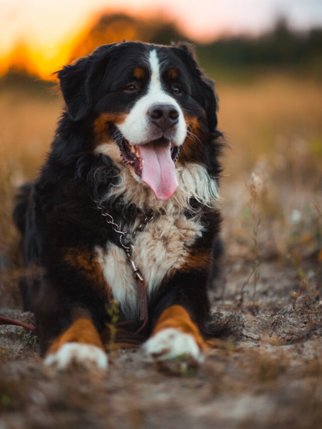 Tudo sobre o Bernese