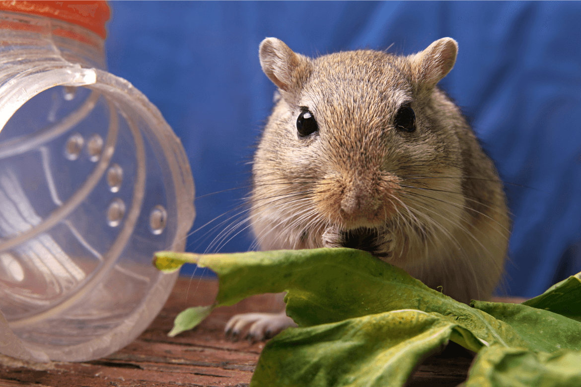 Gerbil: um guia sobre o encantador esquilo-da-mongólia