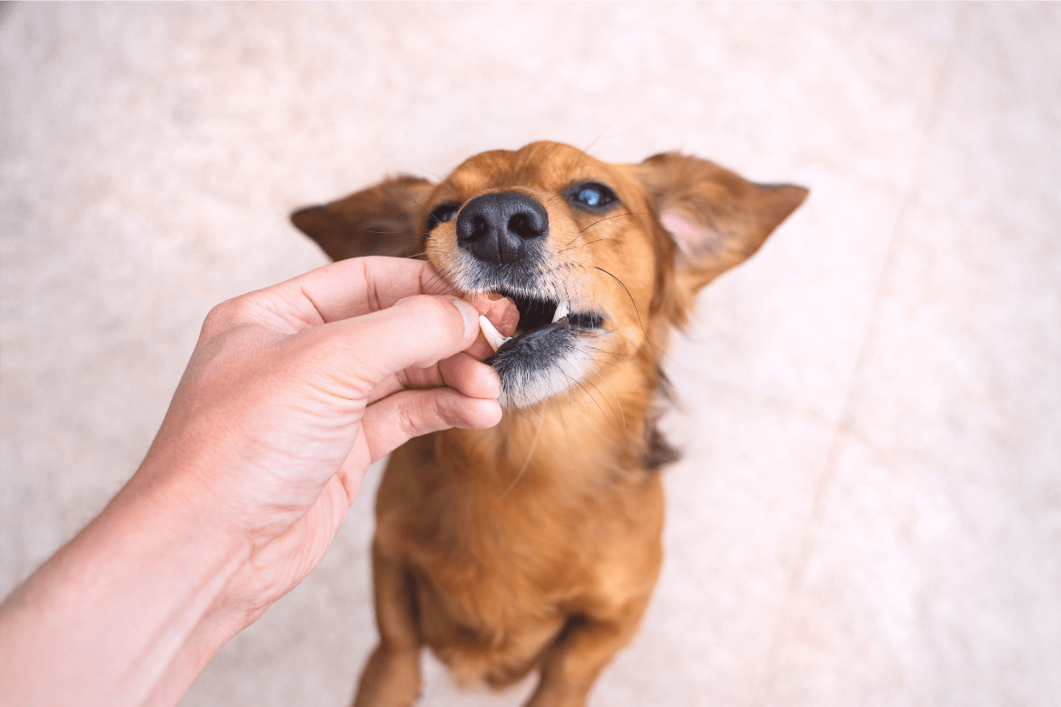 Como escolher o melhor petisco para cachorro?