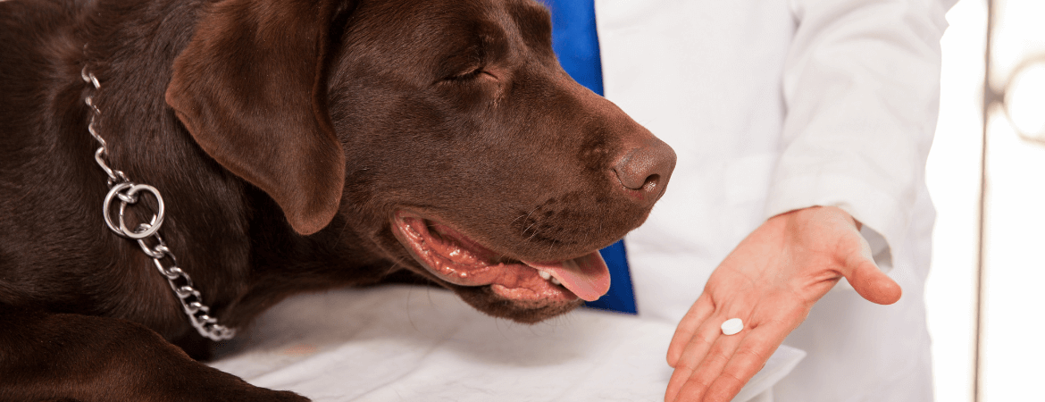 Prednisolona para cachorro: para que serve e quando oferecer?