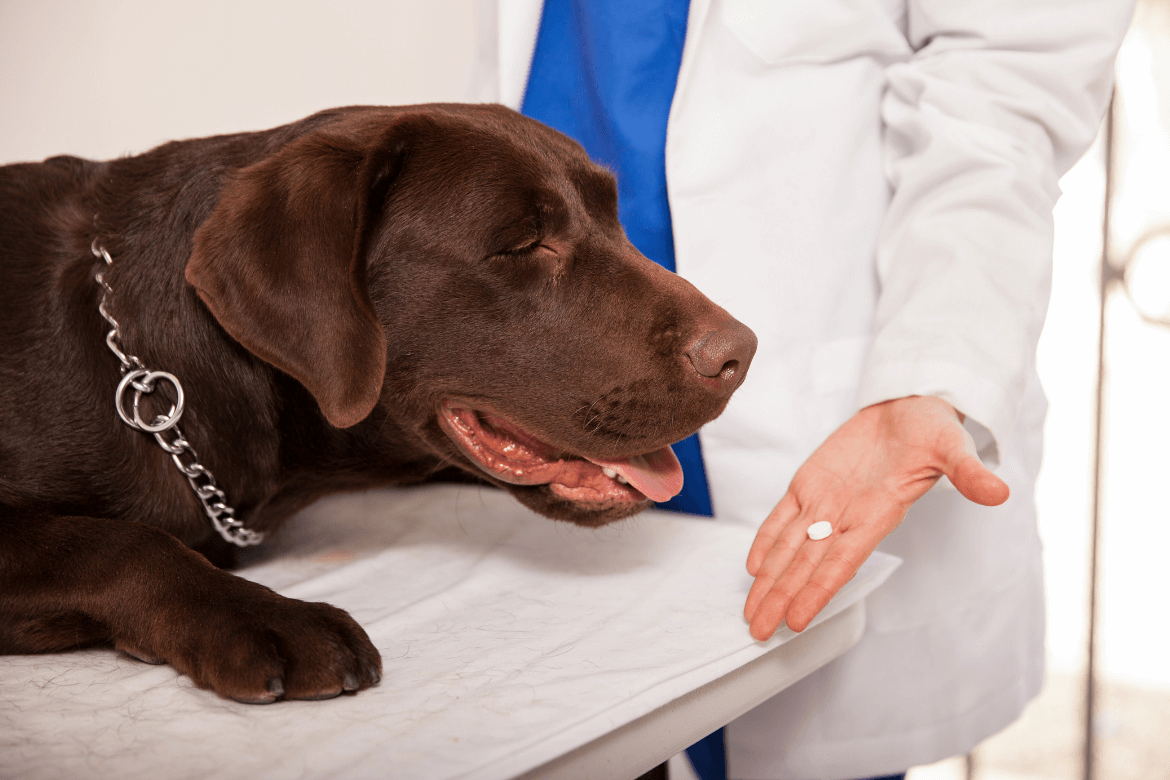 Prednisolona para cachorro: para que serve e quando oferecer?