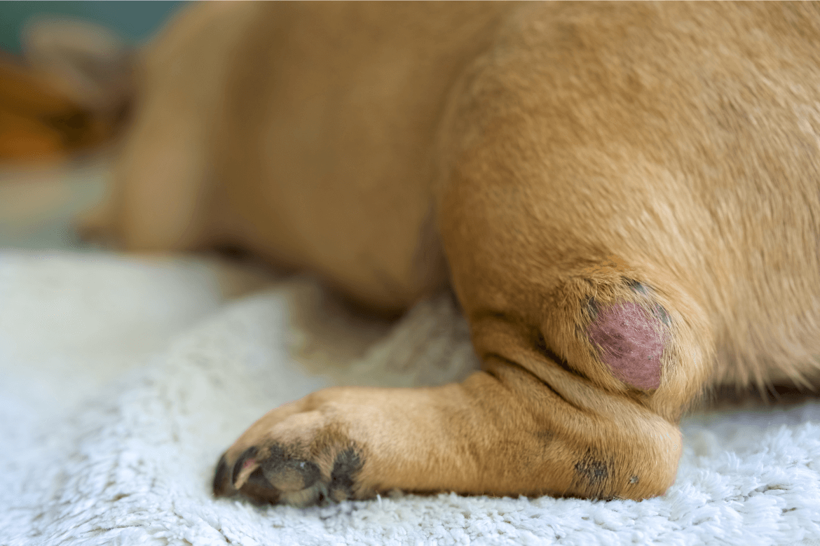 Tumor em cachorro: causas, tratamento e prevenção