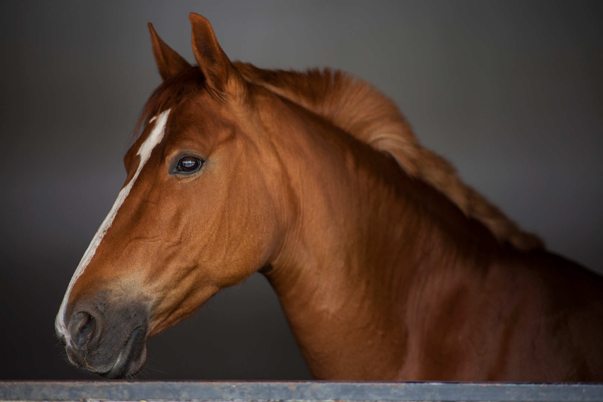 Cavalo Mangalarga Marchador: um guia sobre a raça