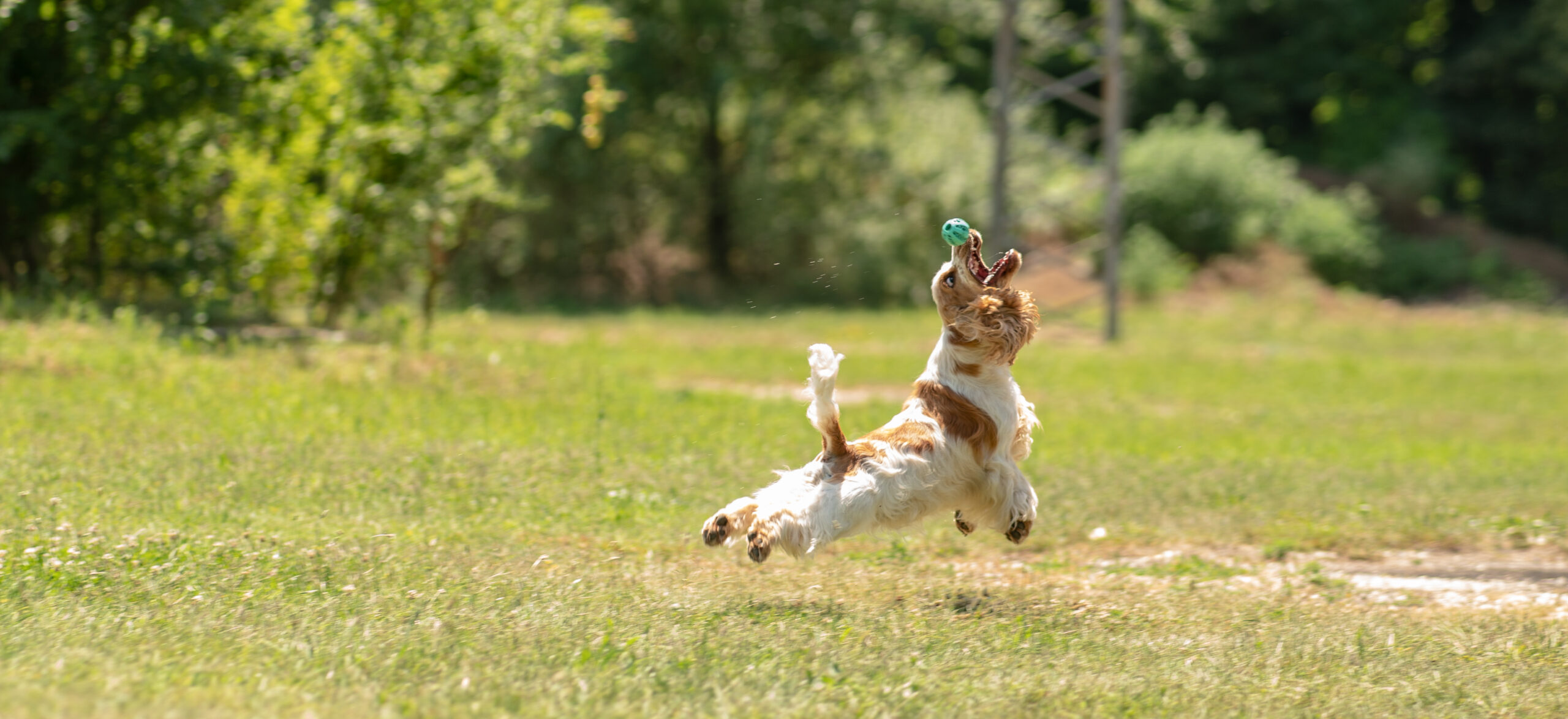 Verão: A época de maior risco para pulgas e carrapatos nos pets