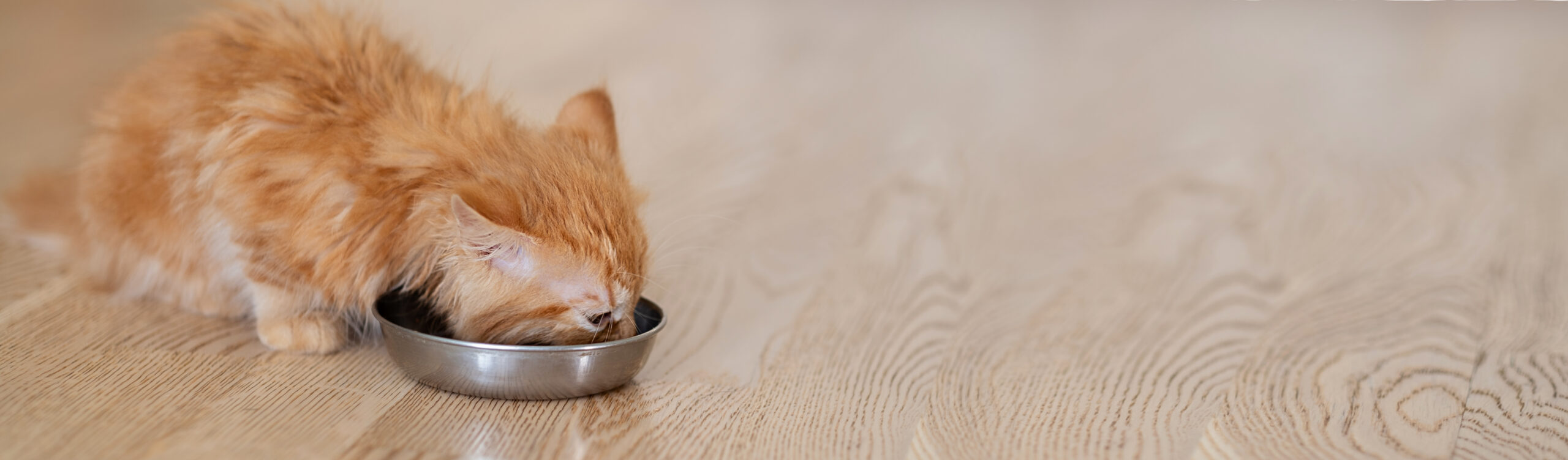 ð§ Como Estimular a Hidratação dos Gatos: 4 Dicas Que Funcionam de Verdade