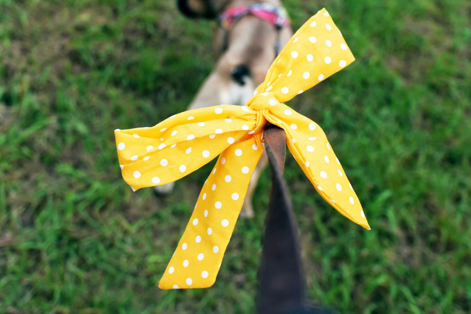 Atenção: O Que a Fita Amarela no Cachorro Quer Dizer